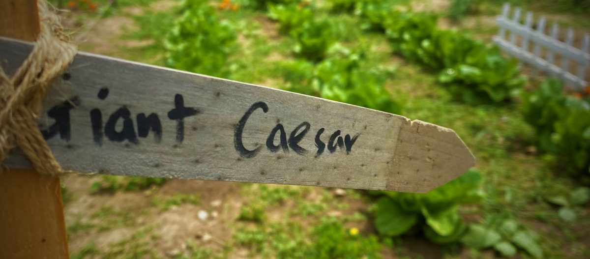 Home Cornerstone Gardens